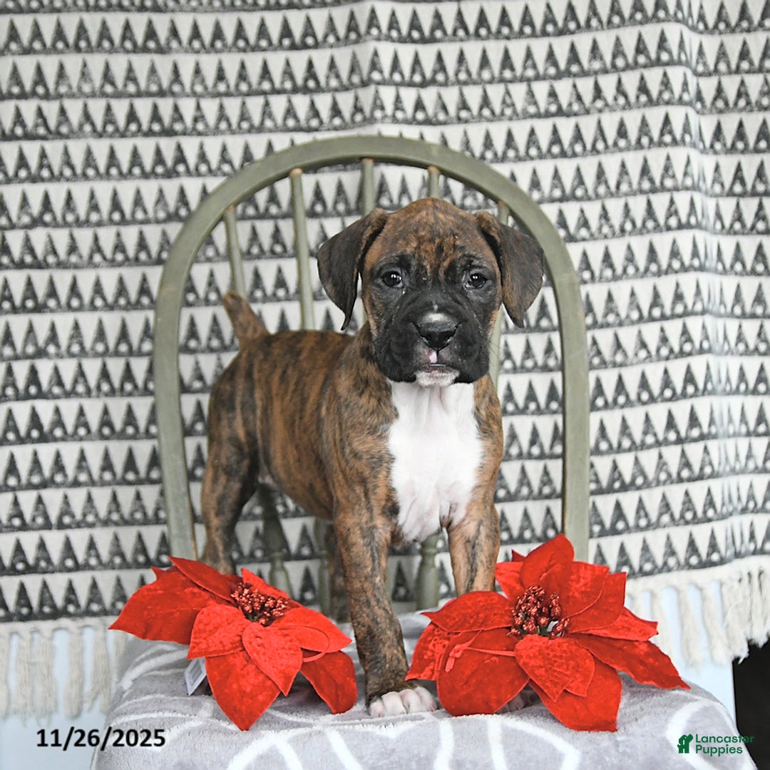 Boxer dogs for sale: Juniper - Ad 4