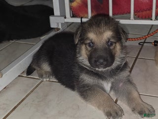 German Shepherd dogs - Ad 31