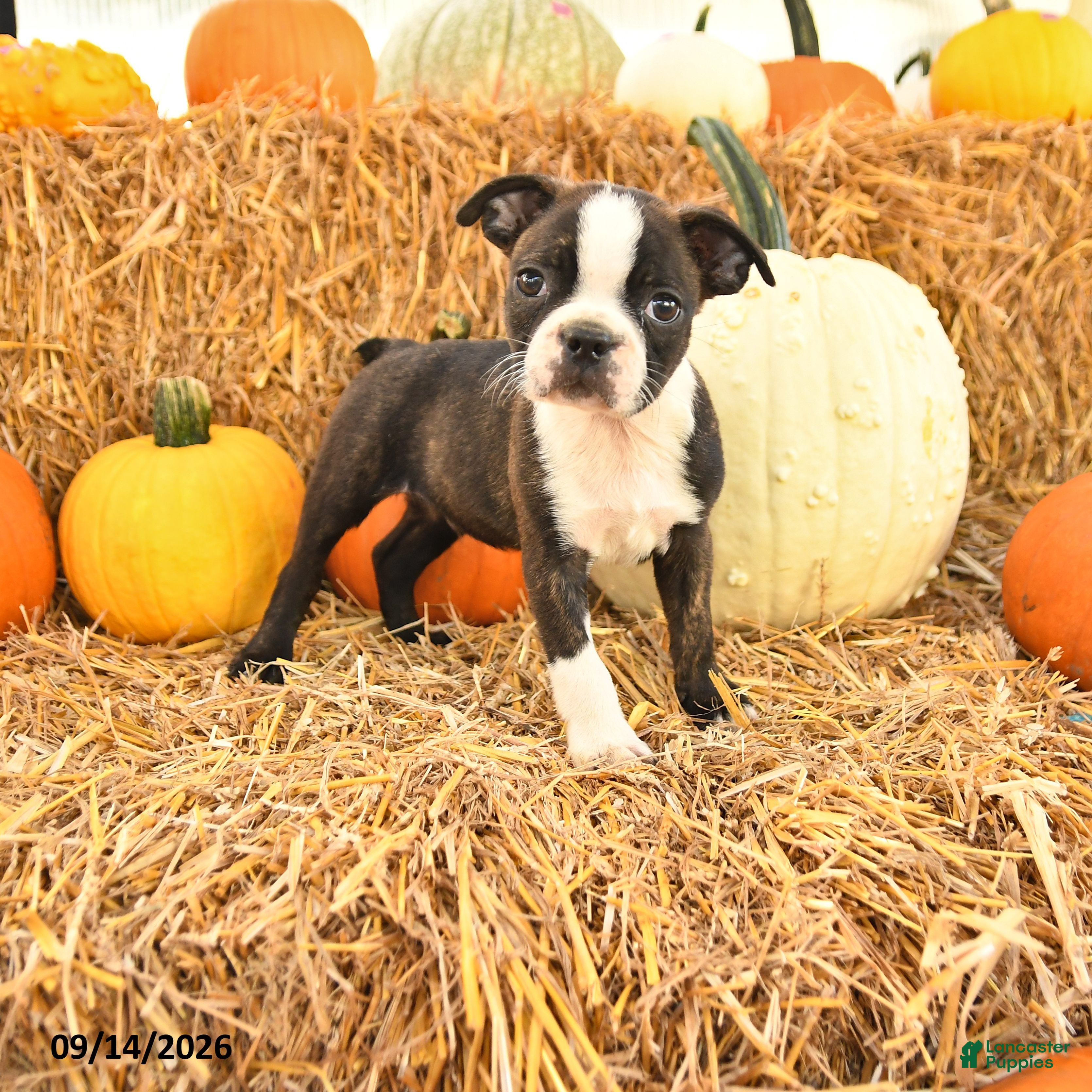 Boston Terrier dogs Randy - Ad 1