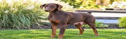 Doberman Pinscher dogs for sale: MASTER - Ad 19