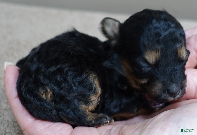 Maltipoo dogs Aurora - Ad 10