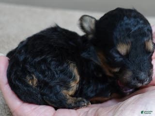 Maltipoo dogs Aurora - Ad 10