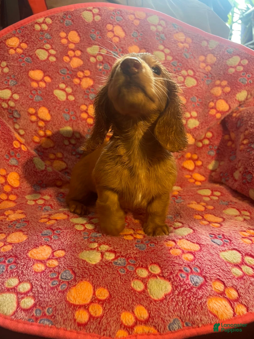 Miniature Dachshund dogs for sale: Briar - Ad 3