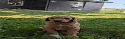 Goldendoodle dogs for sale: Sara - Ad 10