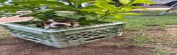 Beagle dogs for sale: Romeo - Ad 3