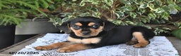 Mixed Breed dogs for sale: Rosie - Ad 5