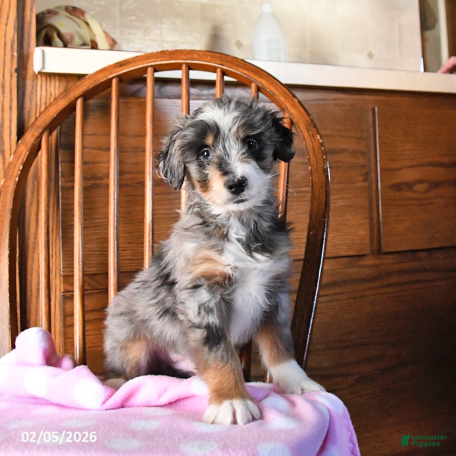 Mini Bernedoodle dogs Valentine - Ad 31