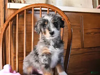 Mini Bernedoodle dogs Valentine - Ad 31