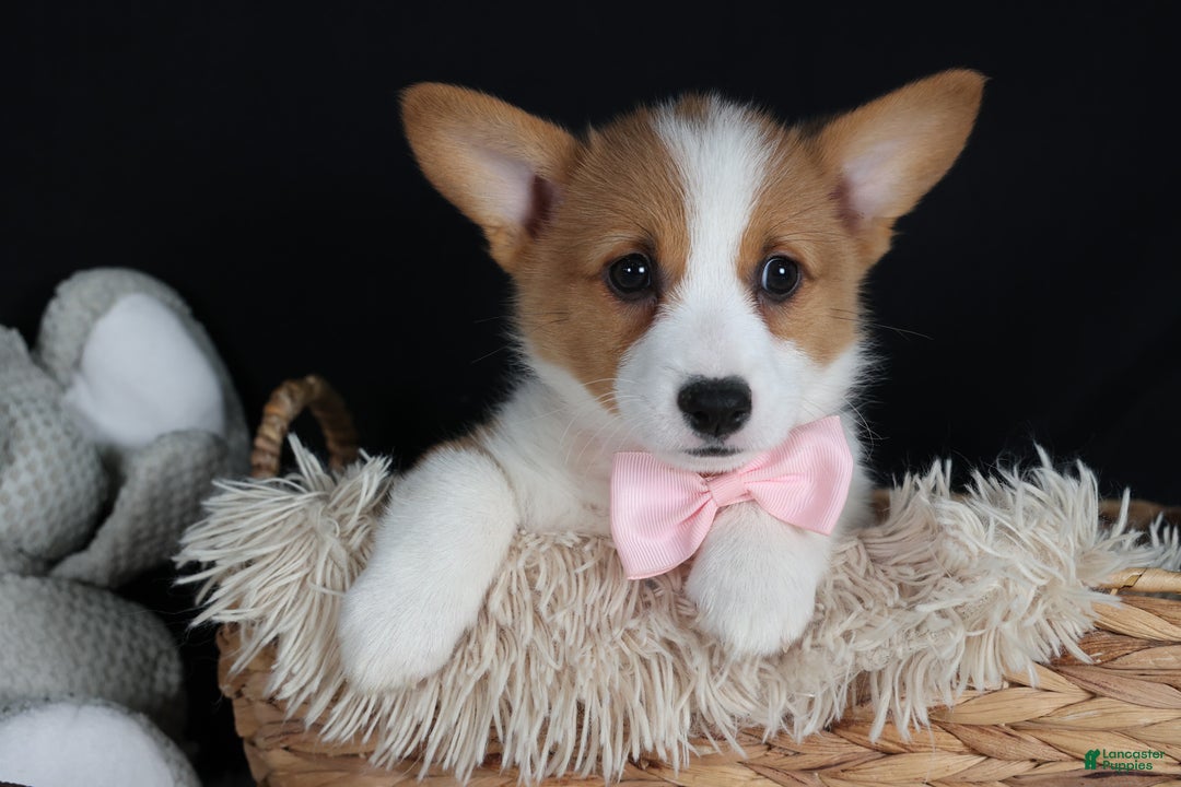 Welsh Corgi Pembroke dogs for sale: Honey - Ad 7