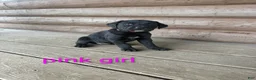 Mixed Breed dogs for sale: Sage - Ad 1