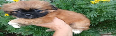 Shih Tzu 1