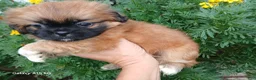 Shih Tzu dogs for sale: Shih Tzu 1 - Ad 1