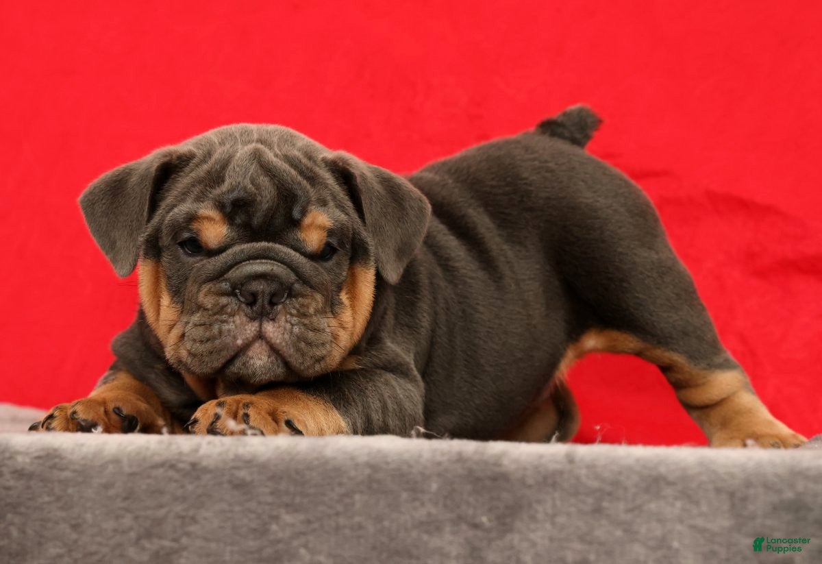 English Bulldog dogs Tinker - Ad 1