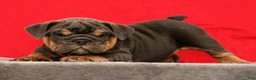 English Bulldog dogs for sale: Tinker - Ad 1