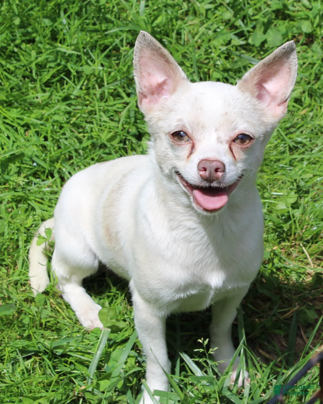 Chihuahua dogs for sale: Cupid - Ad 5