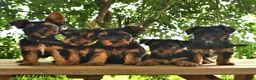 Yorkshire Terrier dogs for sale: Belle   - Ad 5