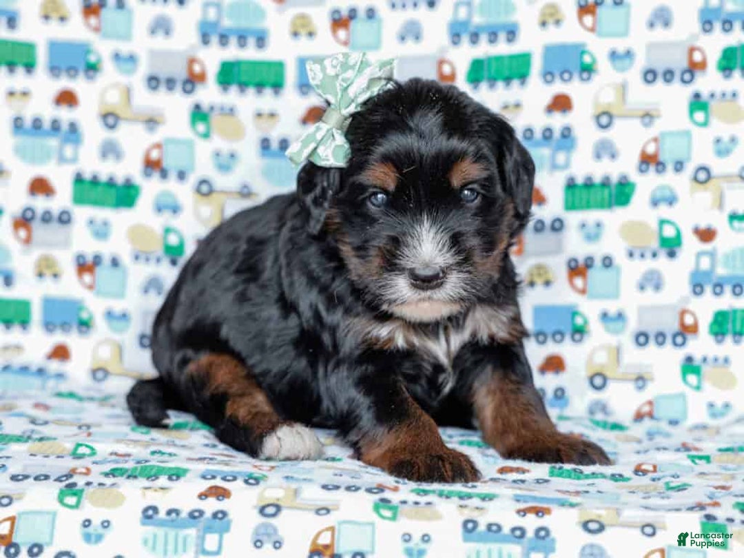 Mini Bernedoodle dogs for sale: Zander - Ad 4
