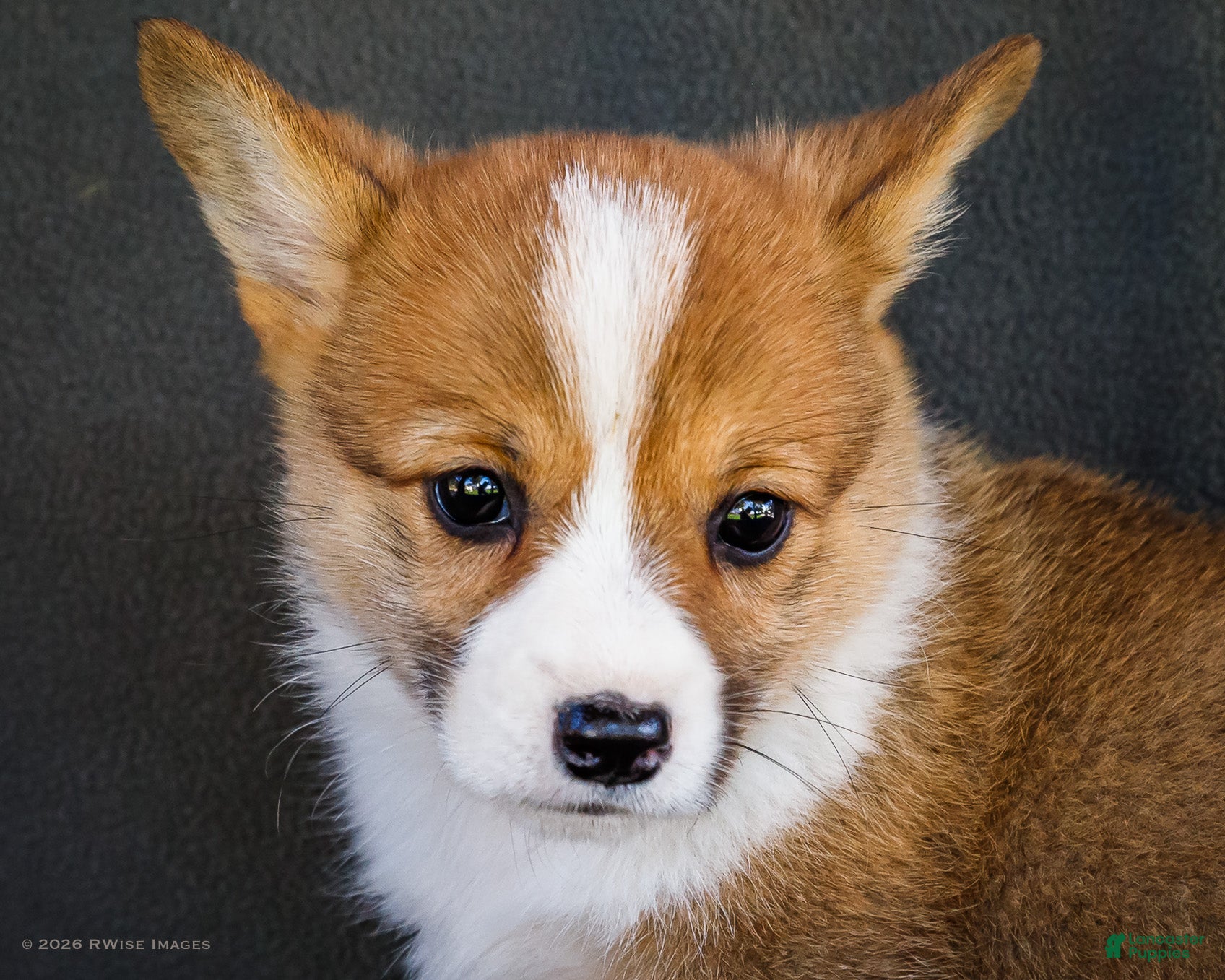 Welsh Corgi Pembroke dogs Bitsie - Ad 2
