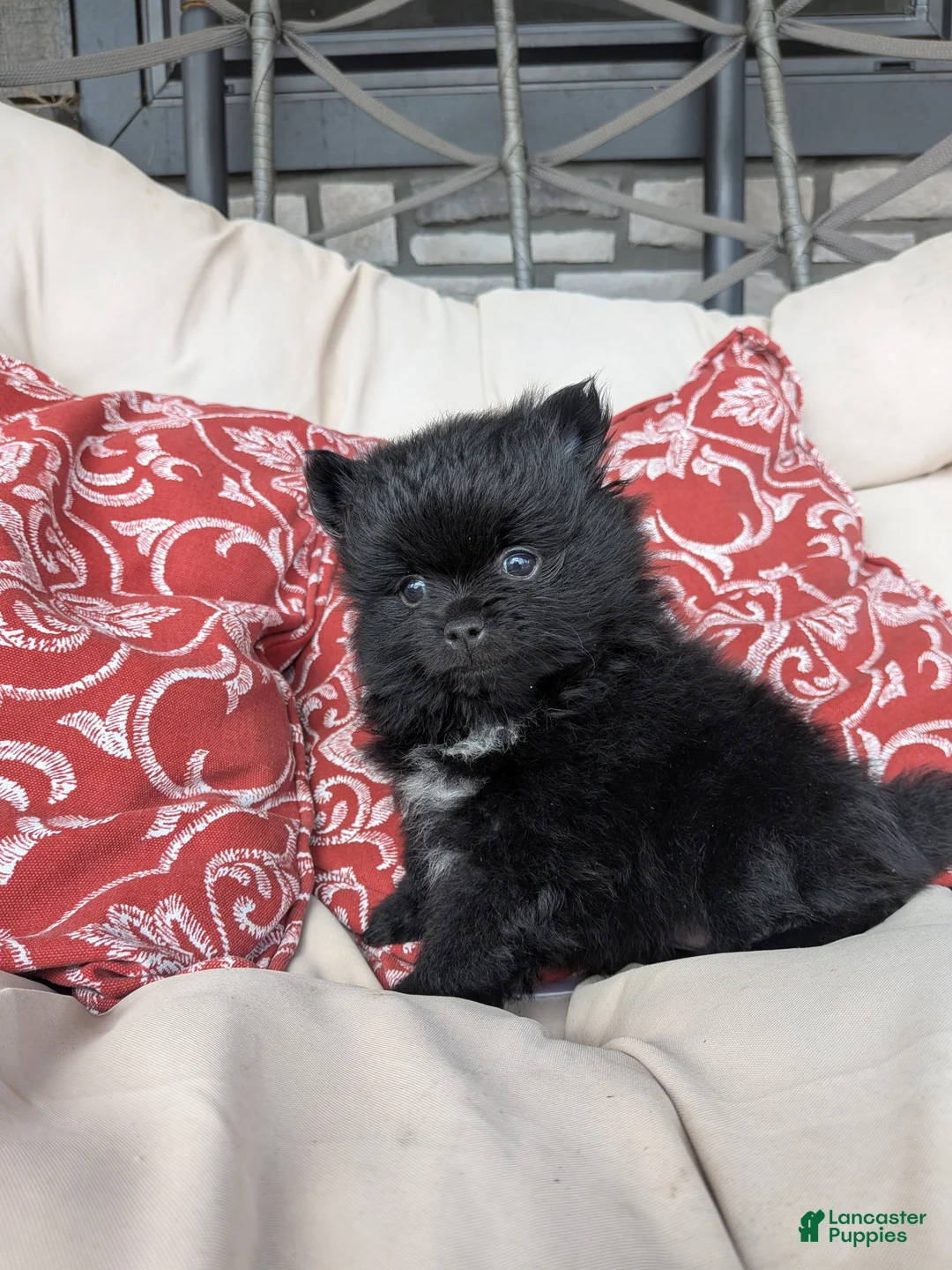 Pomeranian dogs for sale:  2 - Ad 2