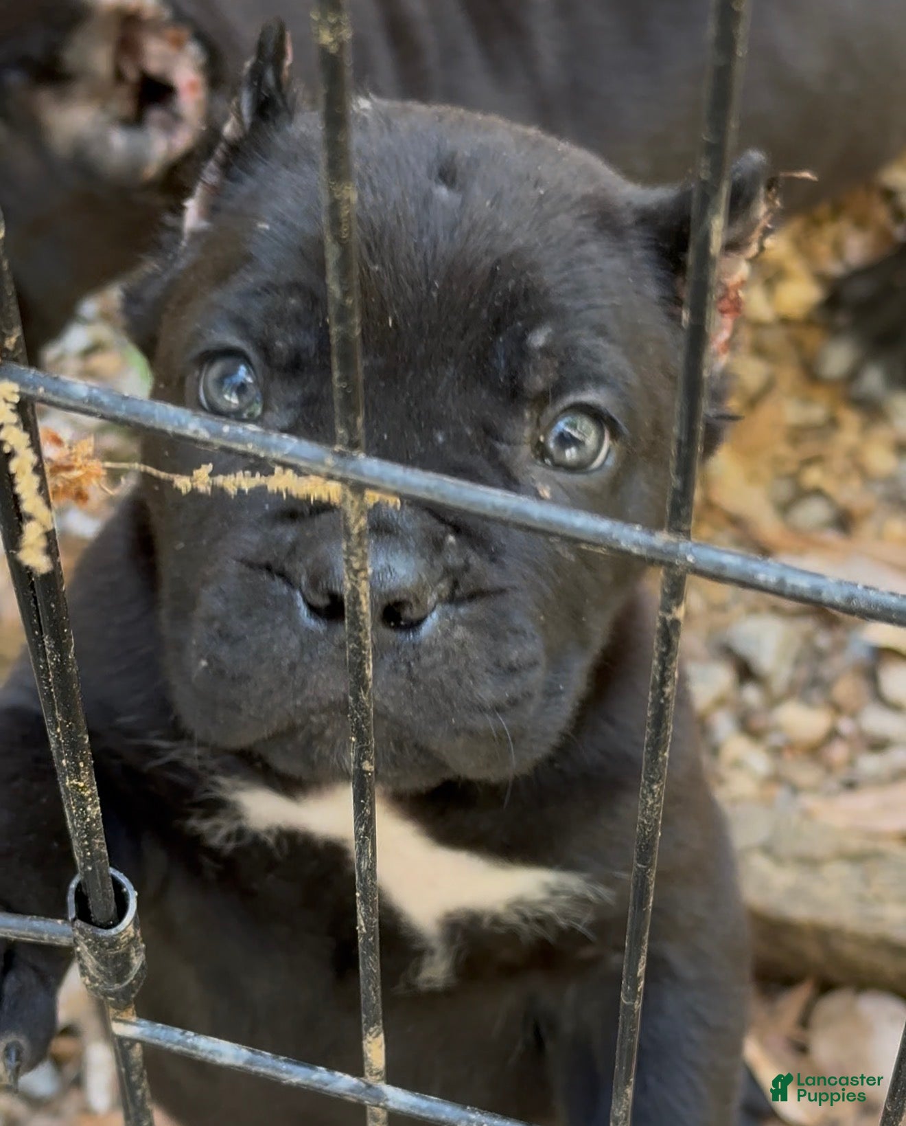 Cane Corso dogs Cane Corso Puppy 4 - Ad 42