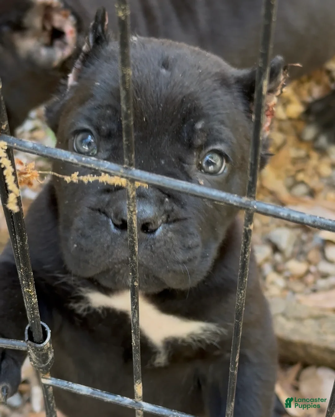 Cane Corso dogs for sale: Cane Corso Puppy 4 - Ad 1