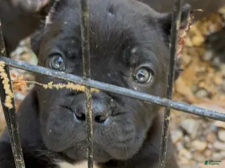 Cane Corso dogs Cane Corso Puppy 4 - Ad 37