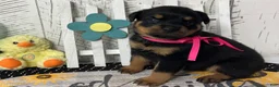 Rottweiler dogs for sale:  Betty - Ad 1