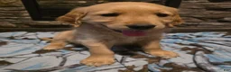 Golden Retriever dogs for sale: Tator Tot - Ad 2