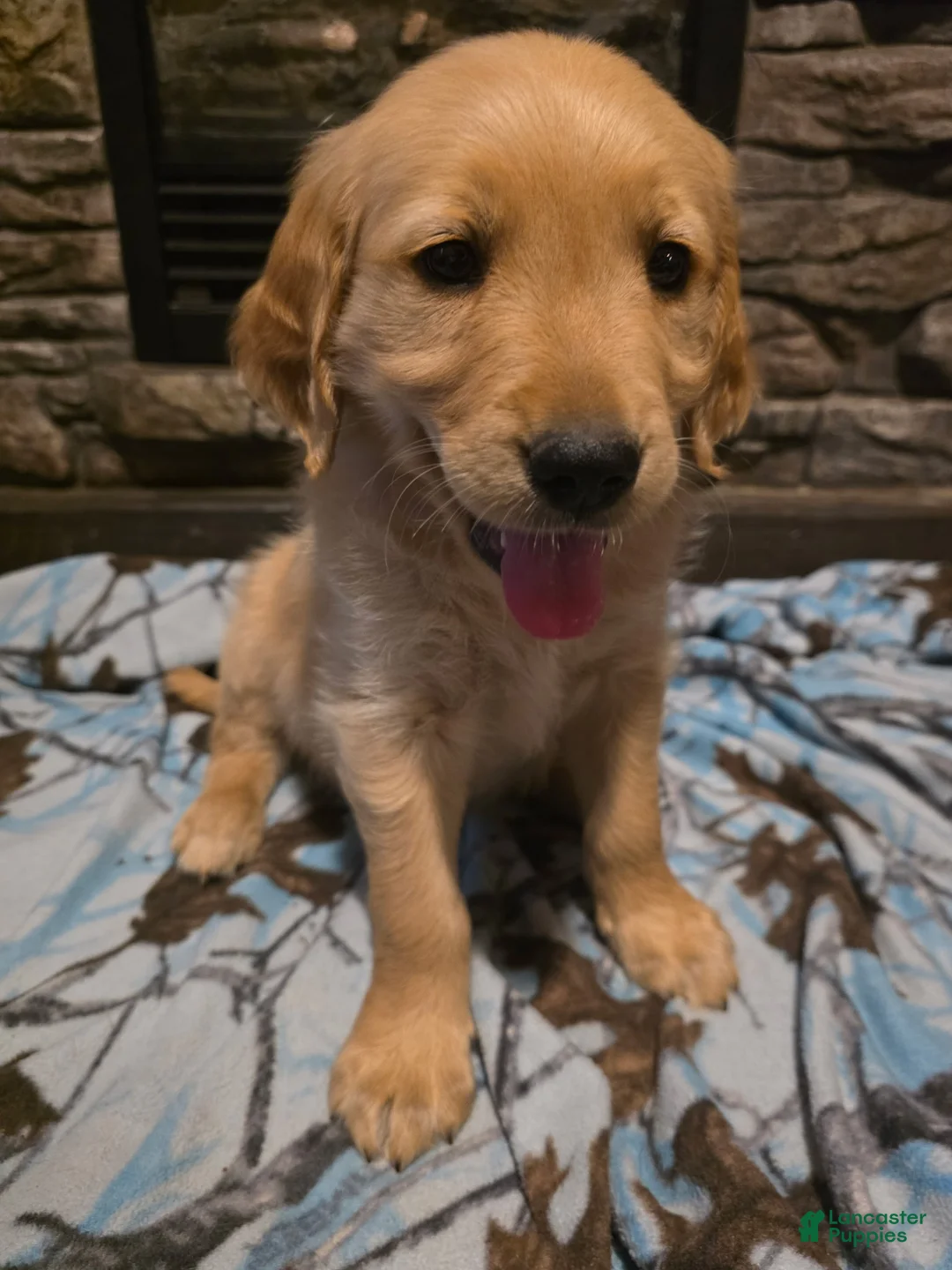 Golden Retriever dogs for sale: Tator Tot - Ad 2