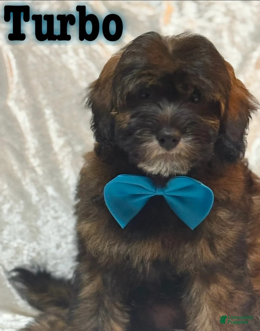 Mini Goldendoodle dogs for sale: Turbo - Ad 2