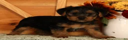 Yorkshire Terrier dogs for sale: Unity - Ad 4