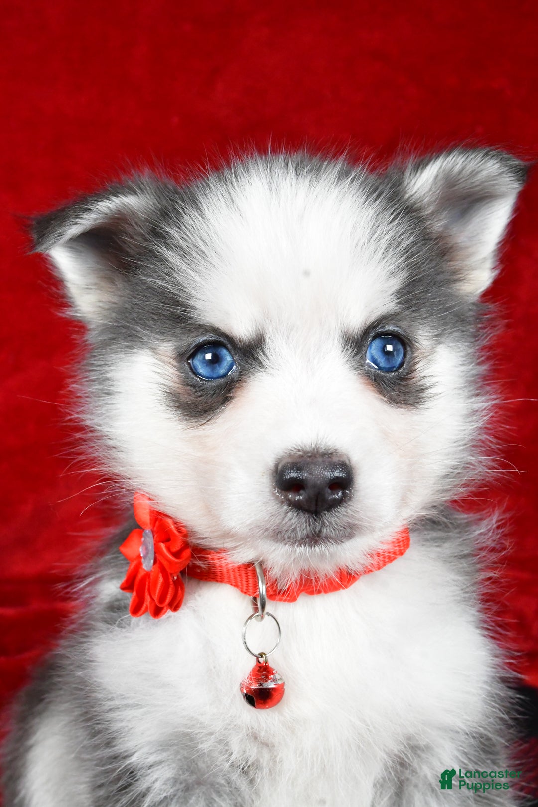 Pomsky dogs for sale: Veronica - Ad 8