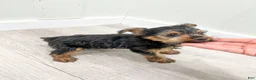 Yorkshire Terrier dogs for sale: Jace - Ad 6
