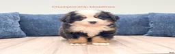 Bernese Mountain Dog dogs for sale: Marco - Ad 1