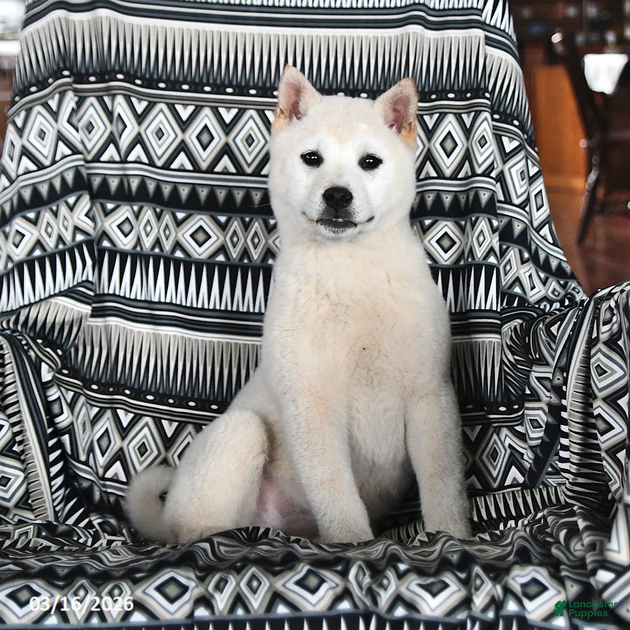 Shiba Inu dogs Chloe - Ad 1