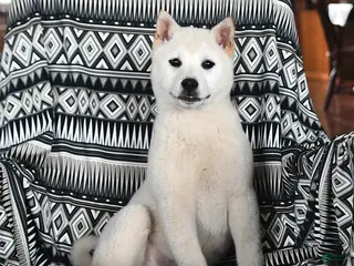 Shiba Inu dogs for sale: Chloe - Ad 3