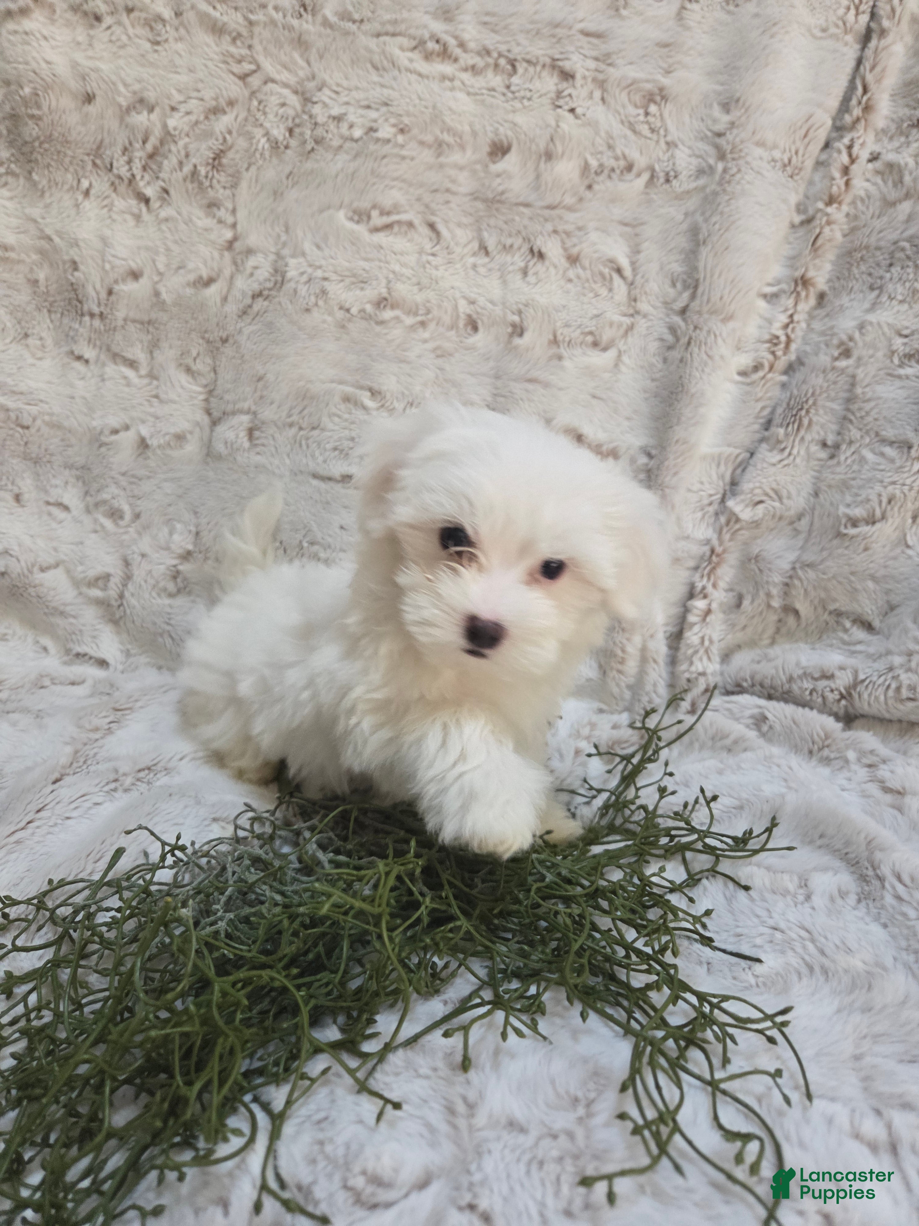 Maltipoo dogs Maltipoo Puppy 4 - Ad 1