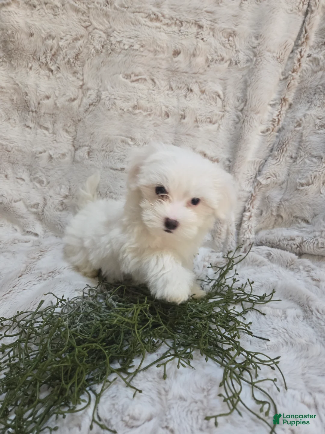 Maltipoo dogs for sale: Maltipoo Puppy 4 - Ad 1