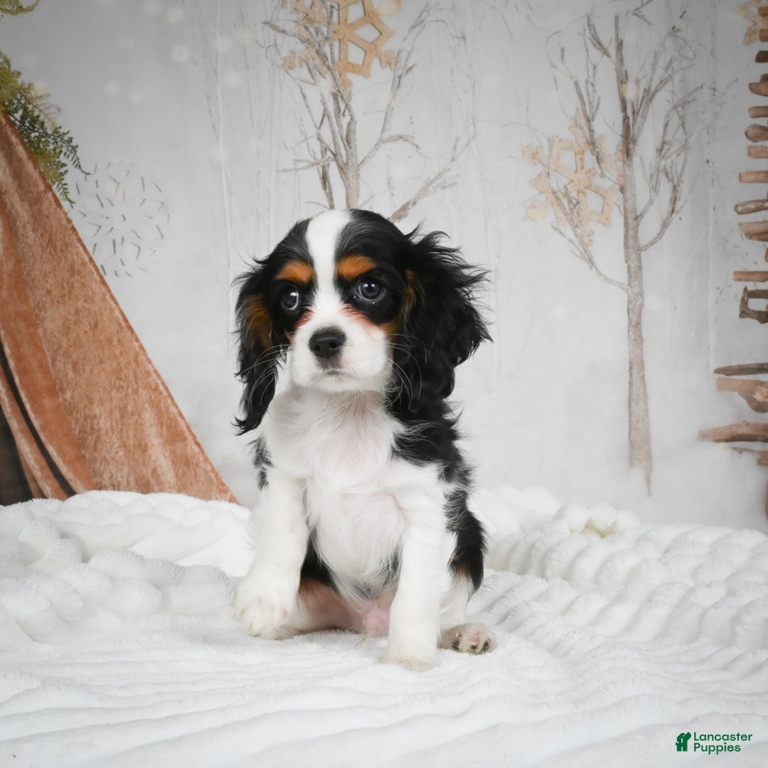 Mixed Breed dogs for sale: Micah - Ad 6