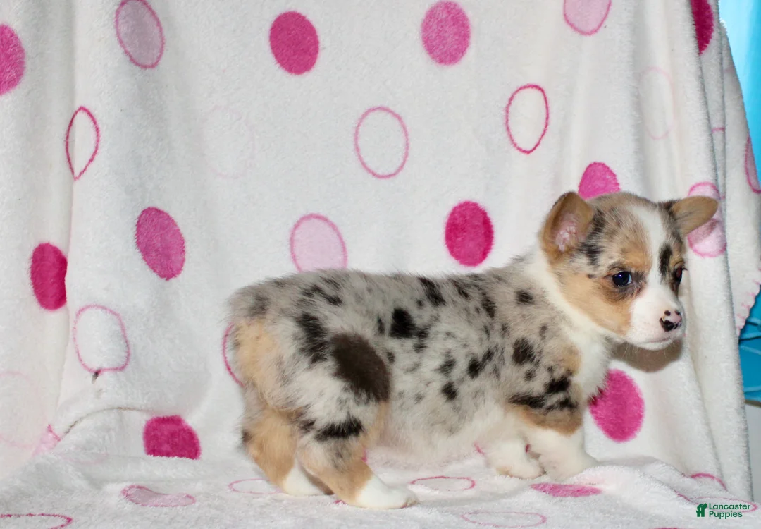 Welsh Corgi Pembroke dogs for sale: Kate - Ad 2