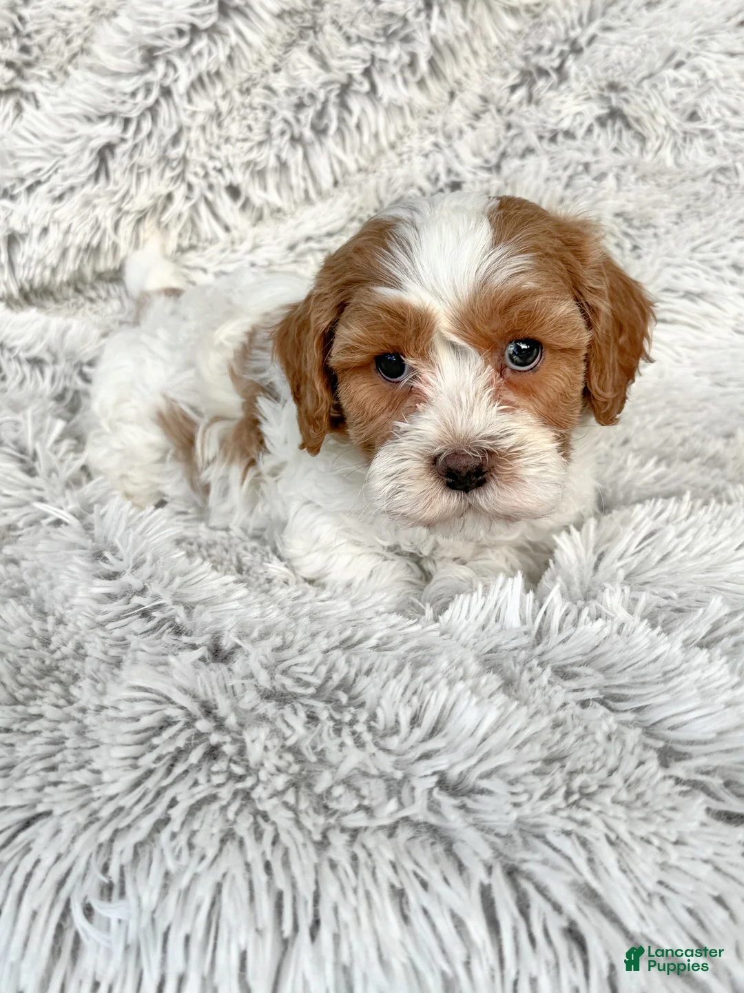 Cavapoo dogs for sale: Enox - Ad 3