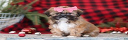 Lhasa Apso dogs for sale: Allie - Ad 4
