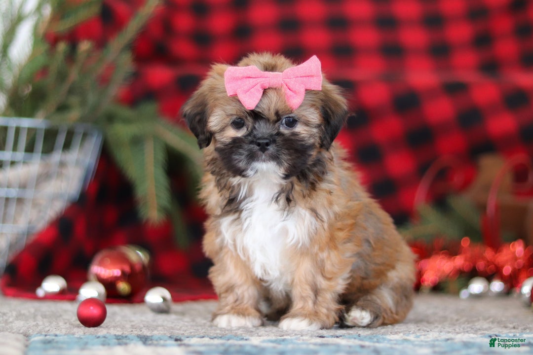 Lhasa Apso dogs for sale: Allie - Ad 4