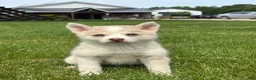 Pomsky dogs for sale: Stella - Ad 3