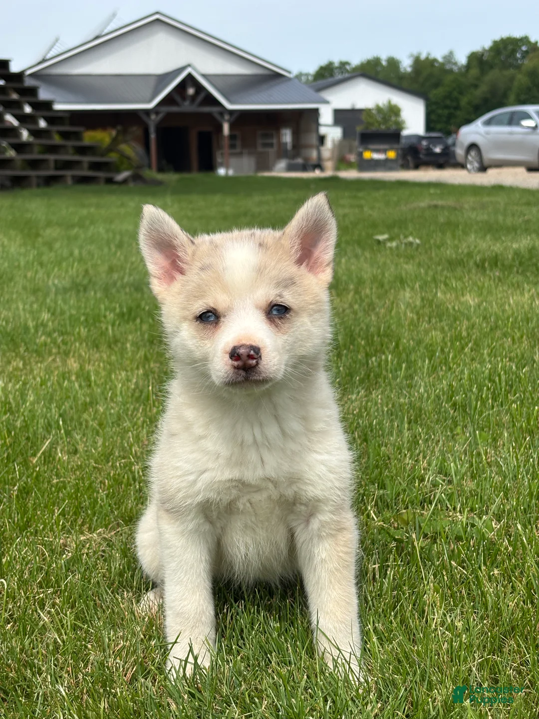 Pomsky dogs for sale: Stella - Ad 3