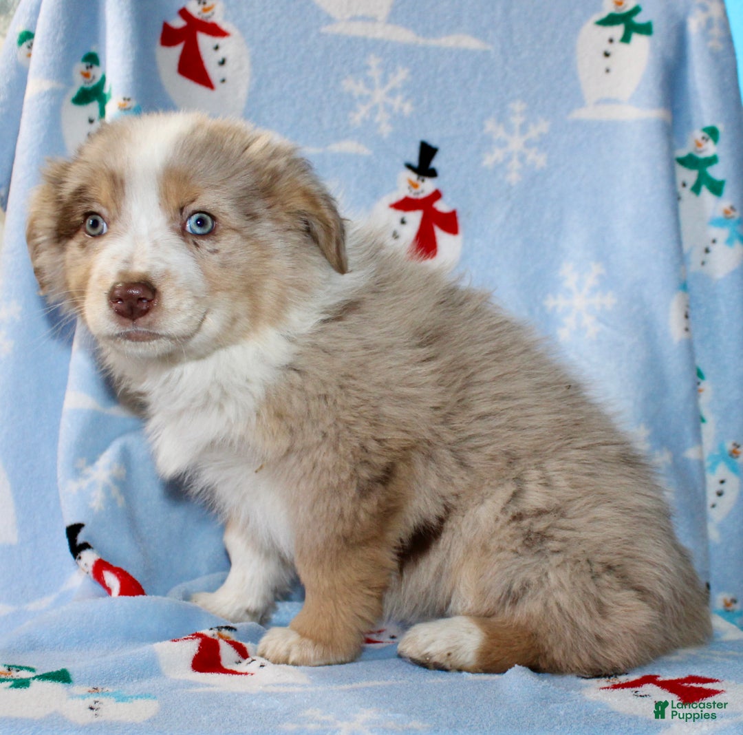 Australian Shepherd dogs for sale: Delilah - Ad 6