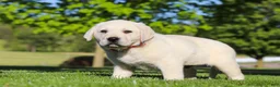 Labrador Retriever dogs for sale: Buddy - Ad 5