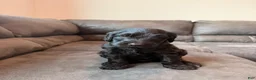 Double Doodle dogs for sale:  Amethyst - Ad 21