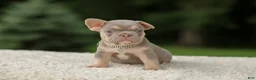 French Bulldog dogs for sale: Denver - Ad 4