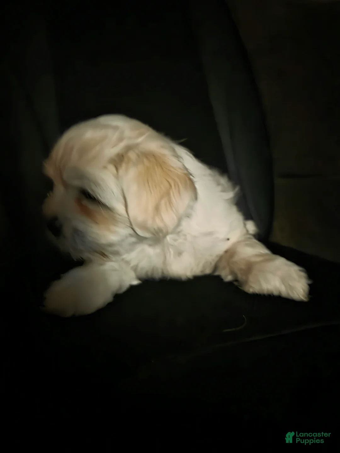 Teddy Bear dogs for sale: Teddy Bear Puppy ( Bear) - Ad 2